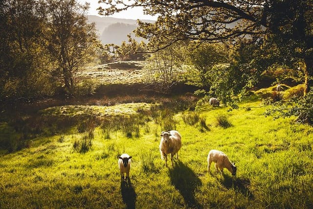 Windermere & Lake District Tour from Manchester Including Cruise - Photo 1 of 6